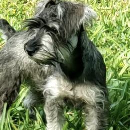 Miniature Schnauzers from McLaren Schnauzers