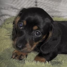 Bo-Peep - Black and tan female Dachshund puppy in Boerne, Texas from Maravillas Dachshunds LLC