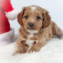 Funshine - Buff male Cockapoo puppy in Pledger, Texas from Sugarbear Cockapoos