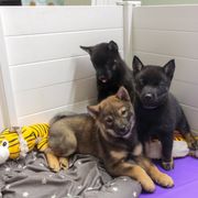 Hokkaido Puppies from Kaiju Kennels
