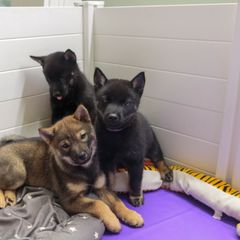 Hokkaido Puppies from Kaiju Kennels