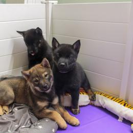 Hokkaido Puppies from Kaiju Kennels