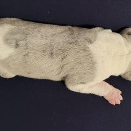 Girl 1 - Great Dane puppy in Augusta, Georgia from Gentry Farm Danes