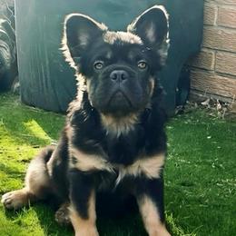Bohdi - French Bulldog