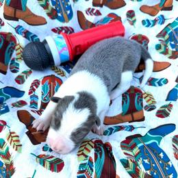McGraw (Tim) - Lilac male Border Collie puppy in Richland Hills, Texas from Bordercollieblues