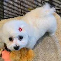 Girl 2 - female Bichon Frise puppy in Lindale, Texas from Patchwork Bedlington Terriers and Bichon Frise