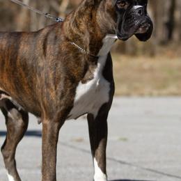 Boxers from Casino Boxers