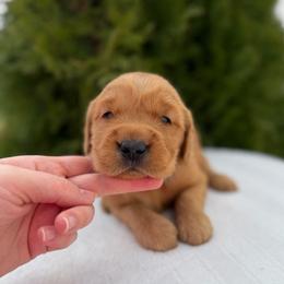 Blue - Dark golden male Golden Retriever puppy in Utah from Deseret Peak Goldens