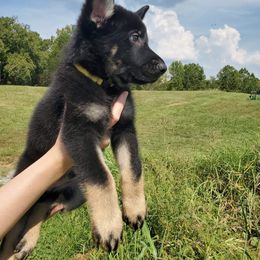 German Shepherd Puppies from Sheldon Shepherds LLC