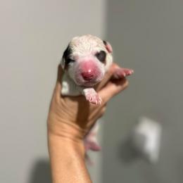 Dotty - Tri-color female Bernedoodle puppy in Sulphur, Louisiana from Curly Q’s Of Carlyss