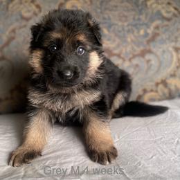 Grey collar boy - Black and red male German Shepherd puppy in Coleta, Illinois from Four Leaf Farm- Vom Vierblättriges Bauernhof