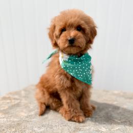 Delia - Apricot female Goldendoodle puppy in Billings, Montana from Montana Raised Doodles