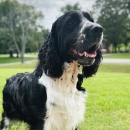 Nova - English Springer Spaniel