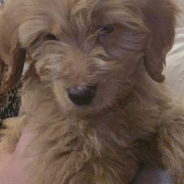 Male - Apricot male Goldendoodle puppy in Pleasant Hill, Iowa from Courtney Nicole's Mal Shihs