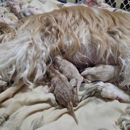 Cocker Spaniel puppies from Spring Hollow Cocker Spaniels
