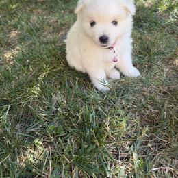 Brie - White female American Eskimo Dog puppy in Placerville, California from White Gypsy Ranch