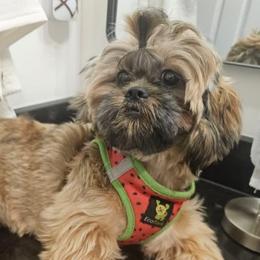 Ruth - Shih Tzu