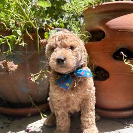 Corduroy - Apricot male Goldendoodle puppy in Camden, North Carolina from Oopsie Doodles of NC