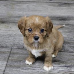 AKC Rae - Ruby female Cavalier King Charles Spaniel puppy in Albany, Indiana from Hatz Off Puppies