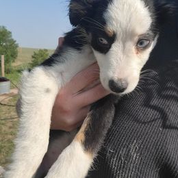 Pink Floyd - Black tri male Toy Australian Shepherd puppy in Rush, Colorado from Within The Nile Aussies LLC