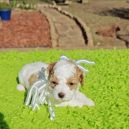 Darling - White female Cavapoo puppy in Dallas, Texas from Halo's Heroes Doodles