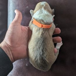 Pembroke Welsh Corgi Puppies from Jersey Shore Corgis