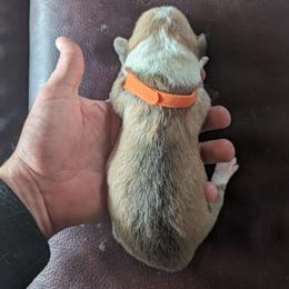 Pembroke Welsh Corgi Puppies from Jersey Shore Corgis