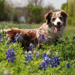 Remi - Australian Shepherd