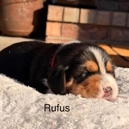 Rufus - Black tan and white male Beagle puppy in Mansfield, Missouri from Rippee Creek Kennel