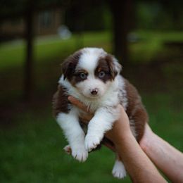 Aphrodite - Red merle female Australian Shepherd puppy in Monroe, Georgia from Lovable Little Aussies