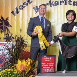 Whippets from PyneTree Whippets