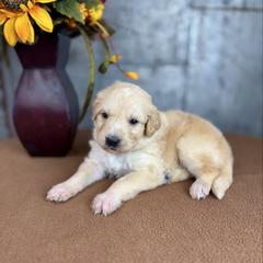 Spartan - Red male Pyredoodle puppy in Bowling Green, Ohio from FDF Pyredoodles & Bernedoodles