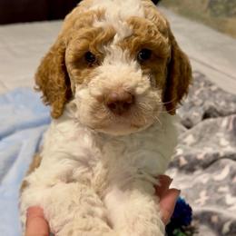 Luna - Apricot female Goldendoodle puppy in Orlando, Florida from Island Doodle Co. - Goldendoodles Raised with Love