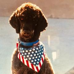 Poodles from Peppertree Ranch Poodles