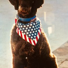 Poodles from Peppertree Ranch Poodles