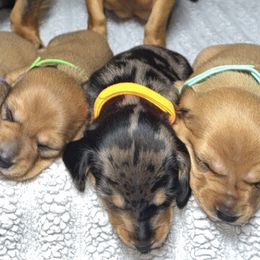 Dachshunds from Dachshund of M-A