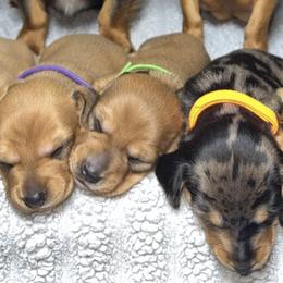 Dachshunds from Dachshund of M-A