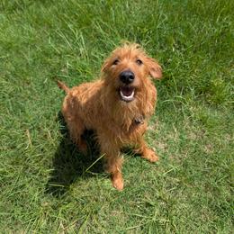 Rowan - Irish Terrier