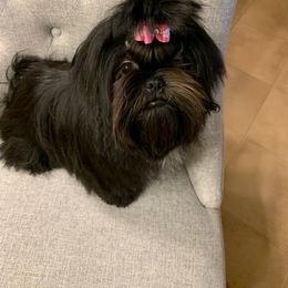 Shih Tzu All Grown Up from Sara’s precious Shih Tzus