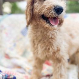 Teddy - Apricot male Goldendoodle puppy in San Antonio, Texas from Pasatiempo Ranch