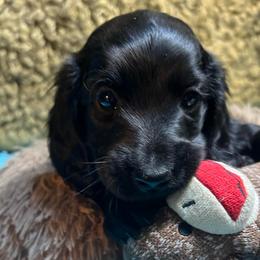 Keiko - Black female Dachshund puppy in Bigfork, Minnesota from Dachshunds Up North