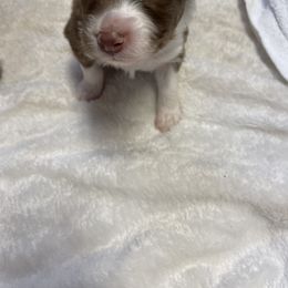 Purple - Red Australian Shepherd puppy in Frederic, Michigan from Chilly Peckers Farm