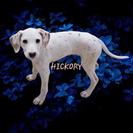 Hickory Hua - White and lemon male Dalmatian puppy in Conrath, Wisconsin from JSF Dalmatians LLC
