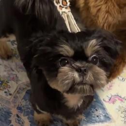 Beautiful Sweet Diesel - Black and tan male Shih Tzu puppy in Gilbert, Arizona from 🌗 New Moon Shih Tzu 🌗