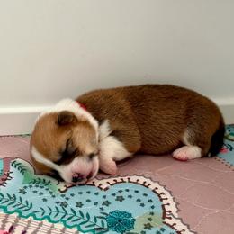 Boy 2 - Red male Pembroke Welsh Corgi puppy in Yulee, Florida from Pembroke Welsh Corgis at Belle Haven