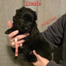 Lizzie - Black female German Shepherd puppy in Ratcliff, Arkansas from Ridgeline Shepherds