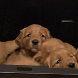 Boy 2nd Pick - Golden Retriever puppy in Sacramento Area, California from Gold Country Golden Retrievers