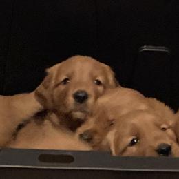 Boy 2nd Pick - Golden Retriever puppy in Sacramento Area, California from Gold Country Golden Retrievers