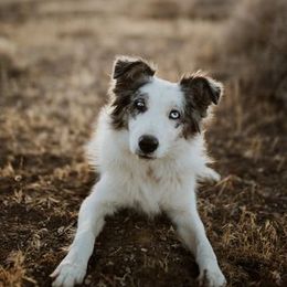 Border Collie All Grown Up from Battle Born Borders