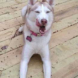 Gerberian Shepskies, German Shepherds, and Siberian Huskies from Arsen's Purebreds & Hybrids